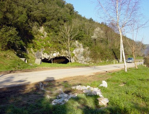 Bosque mixto en Liendo