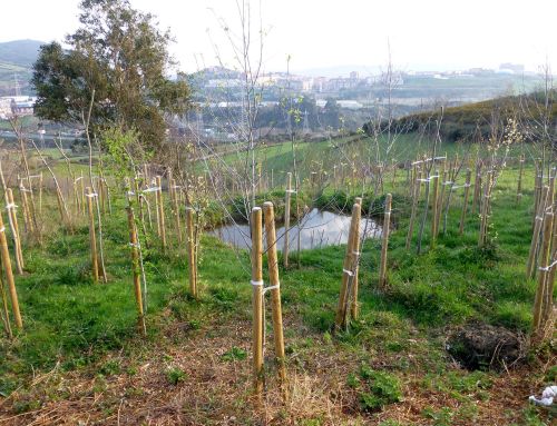 Charca Parque de la Biodiversidad – El barracón