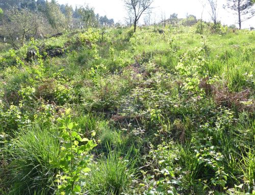 Reforestacion tras incendio Trapaga