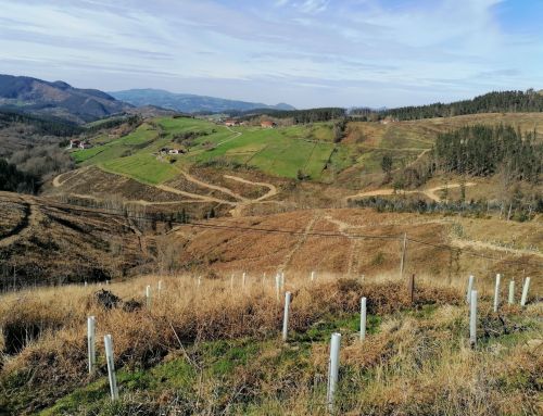 Robledal de Unda (Muxika)